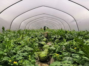 溫州時令 以節(jié)氣命名的溫州特產(chǎn) 芒種蝦皮 有何故事